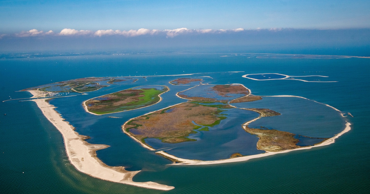 Waarom de Marker Wadden een natuursucces zijn