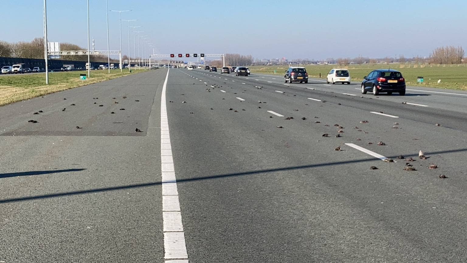 Dode spreeuwen op de A2.