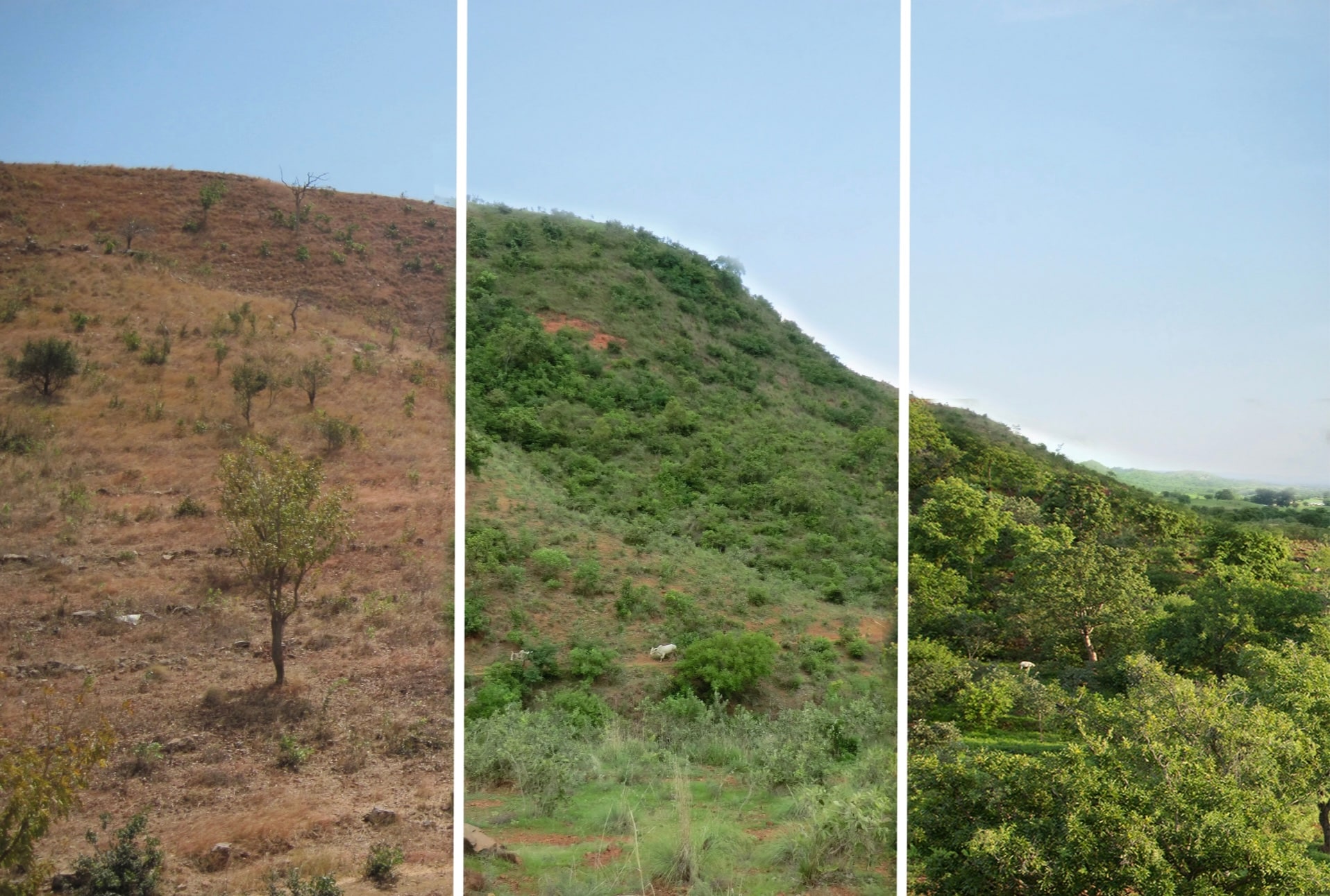 Snelle En Goedkope Oplossing Voor Klimaatprobleem: Miljoenen Bomen In ...