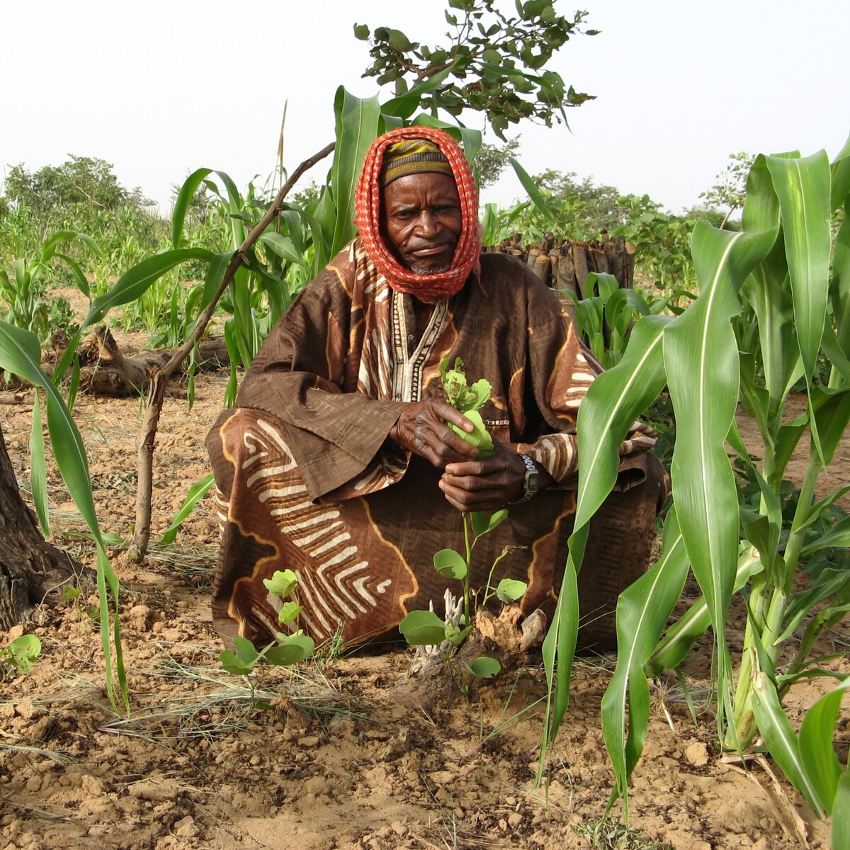 Snelle en goedkope oplossing voor klimaatprobleem: miljoenen bomen in  Afrika laten groeien, zonder er één te planten | Trouw