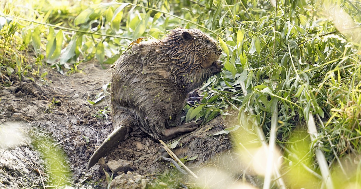 Bevers Veroorzaken Flinke Schade, Waterschappen Willen Nu Landelijke ...