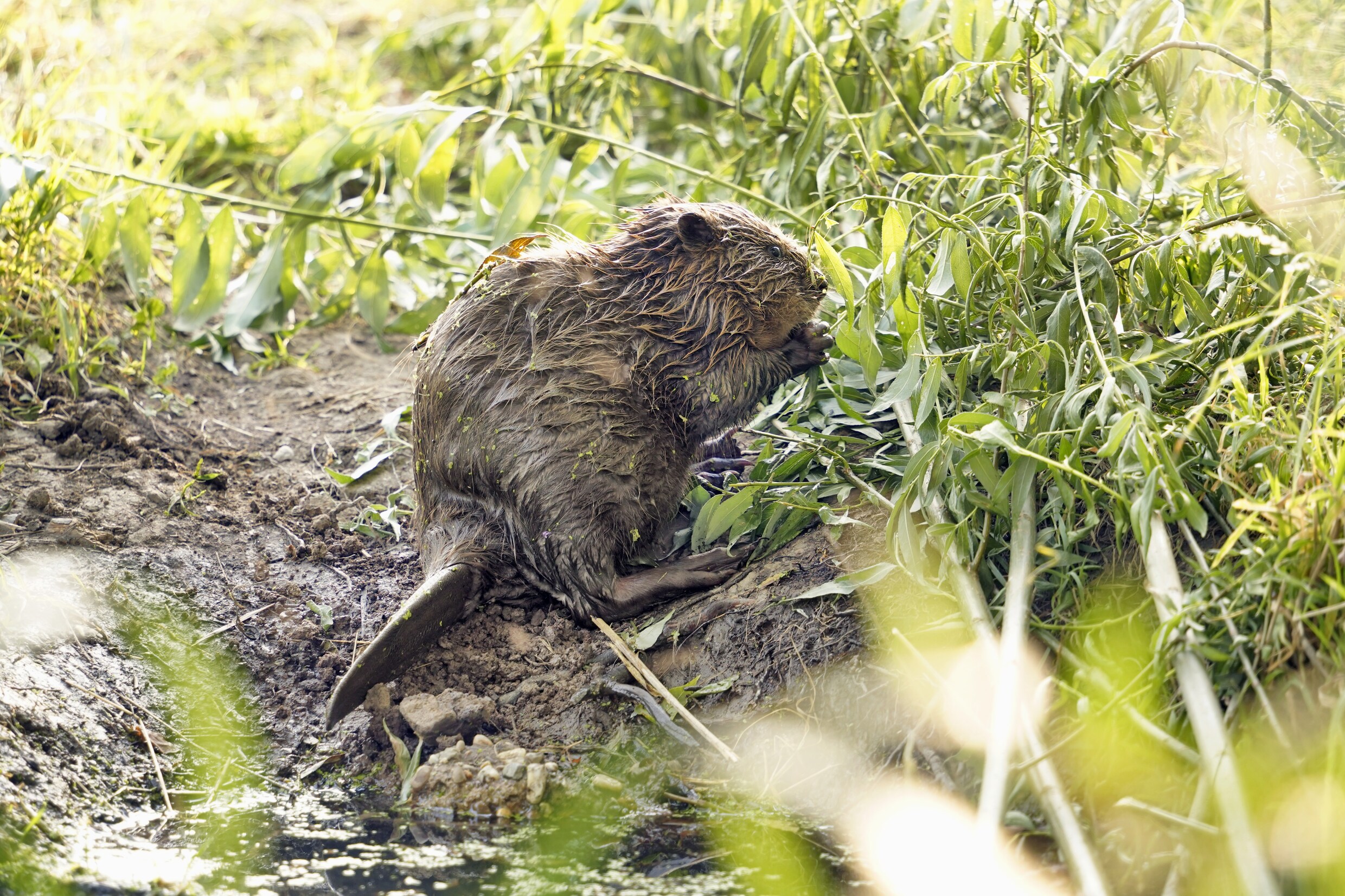 Bevers veroorzaken flinke schade, waterschappen willen nu landelijke ...