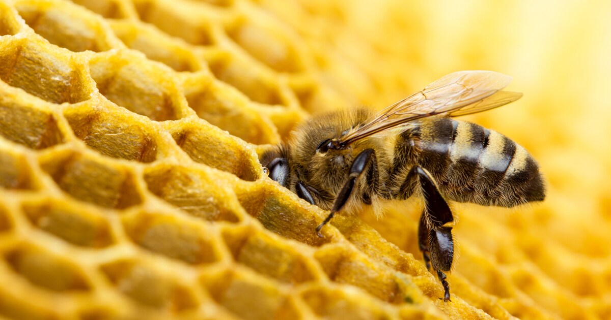 Bees that can withstand the cold best can be counted the most