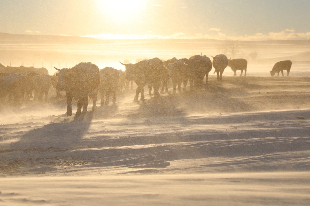 Koeien ploegen door de sneeuw in de Amerikaanse staat South Dakota, waar 16 december ook al een flink pak viel. Beeld Reuters