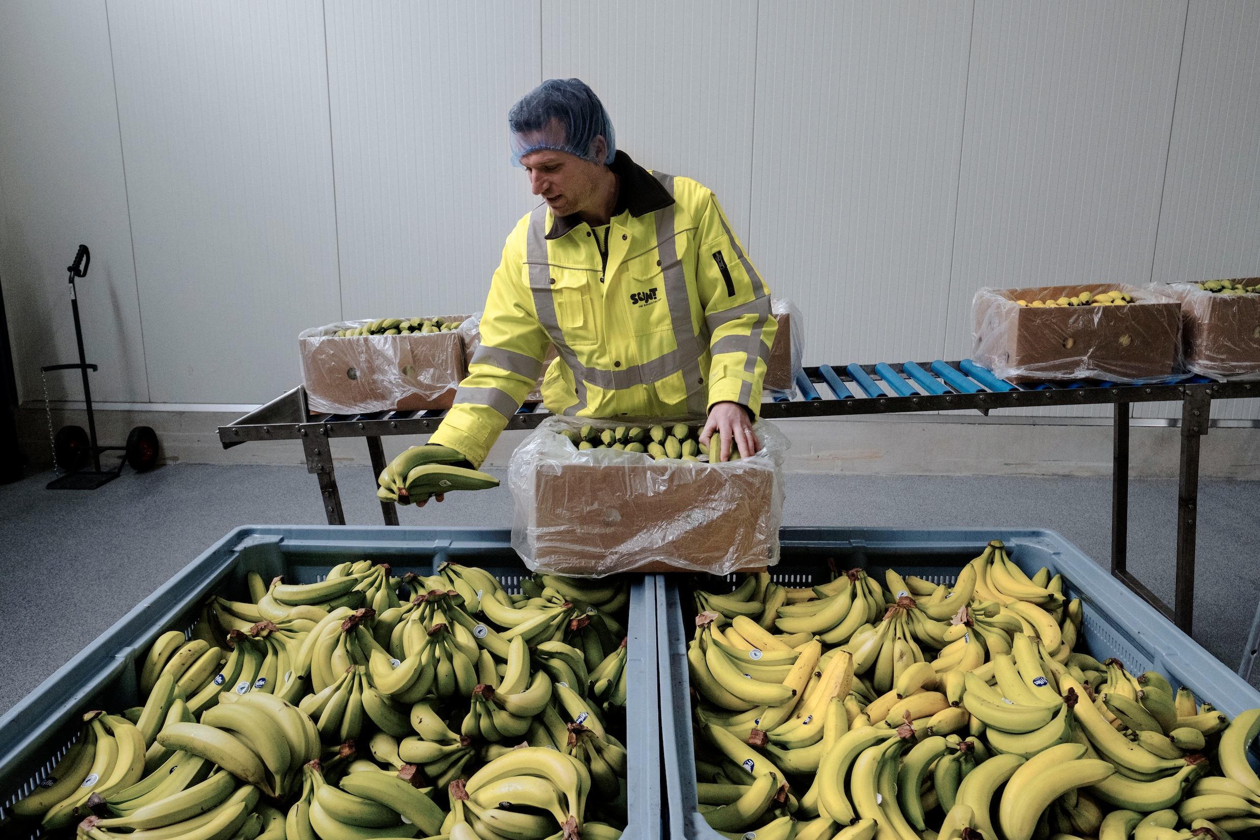 Nederland heeft nu een bananenpureefabriek, maar ‘importregels leiden