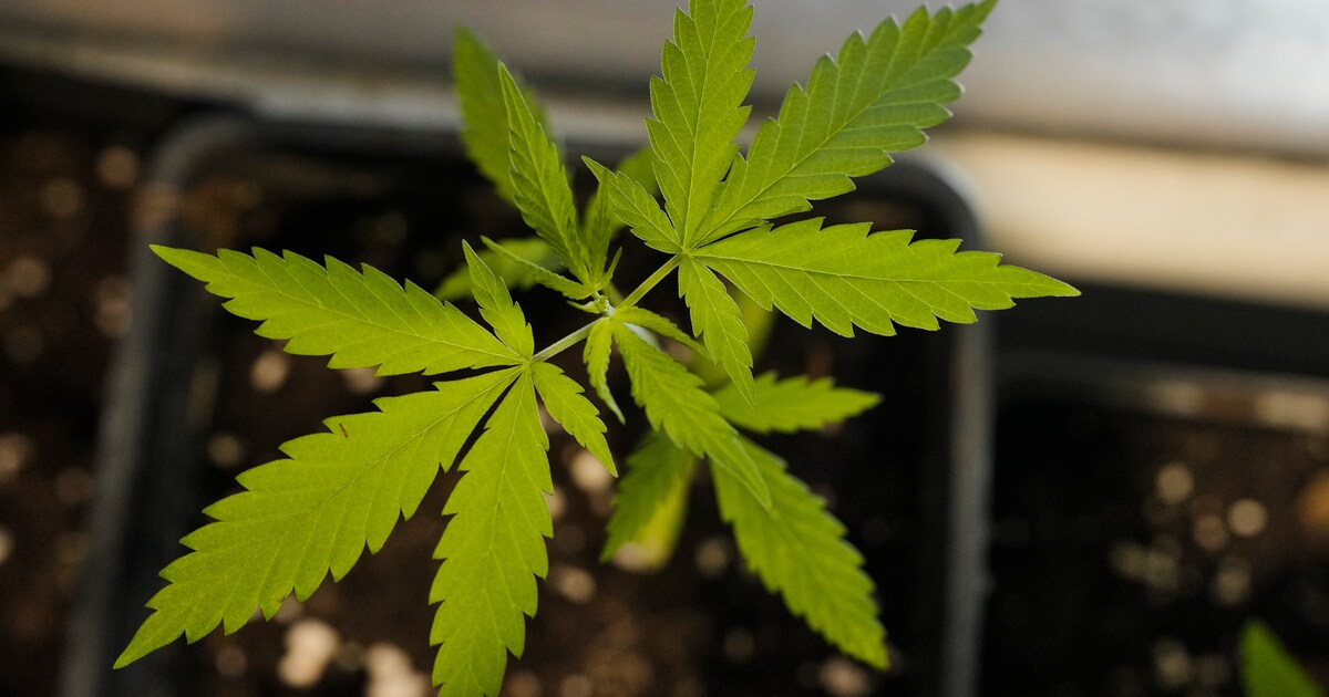 Die Bundesregierung schlägt eine begrenzte Legalisierung von Cannabis vor