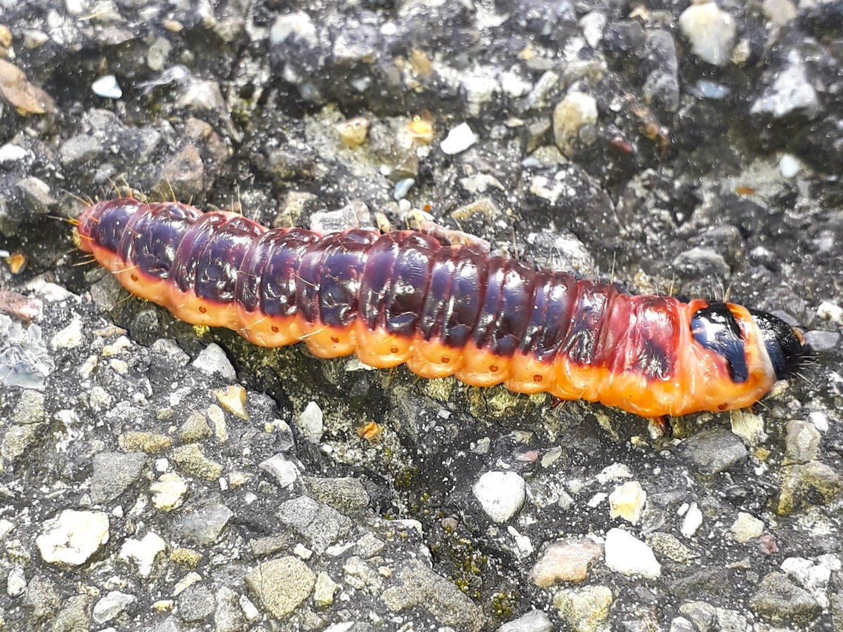 Zeer Hongerige Rups Cocon Natuur In Eigen Tuin Blog Natuurbeleving