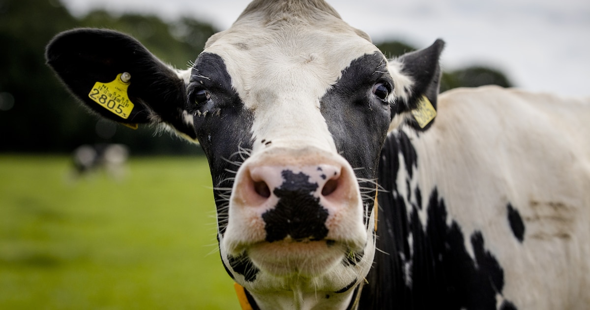 Boeren die op de natuur passen, krijgen korting op de pacht