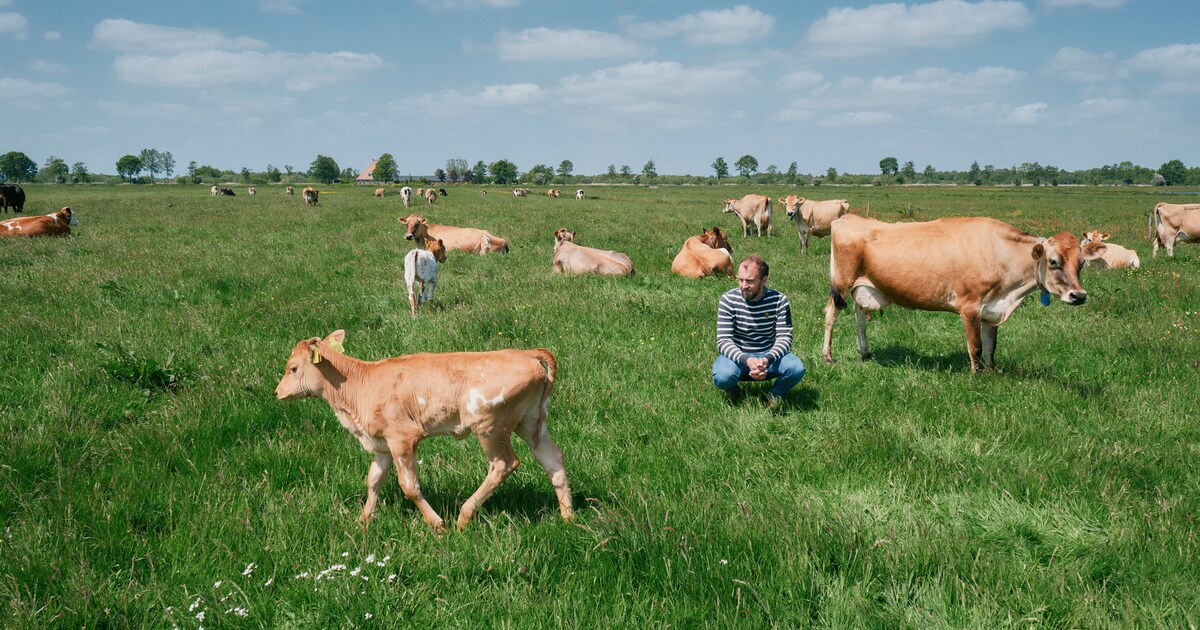 Bij boer Bartele Holtrop mogen kalfjes wél bij hun moeder drinken. ‘Je krijgt er sterke, vitale dier