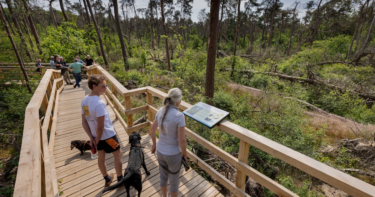 De storm was een zegen voor het bos in Leersum: ‘Dit hadden we nooit zelf kunnen doen’