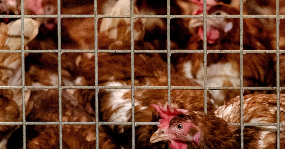 Weer vogelgriep vastgesteld in Fries dorp Drogeham: 117.000 kippen geruimd