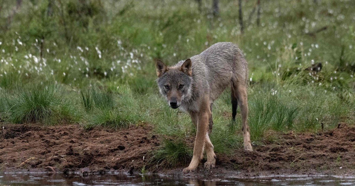 Animal Rights en Faunabescherming doen aangifte na doodschieten wolf