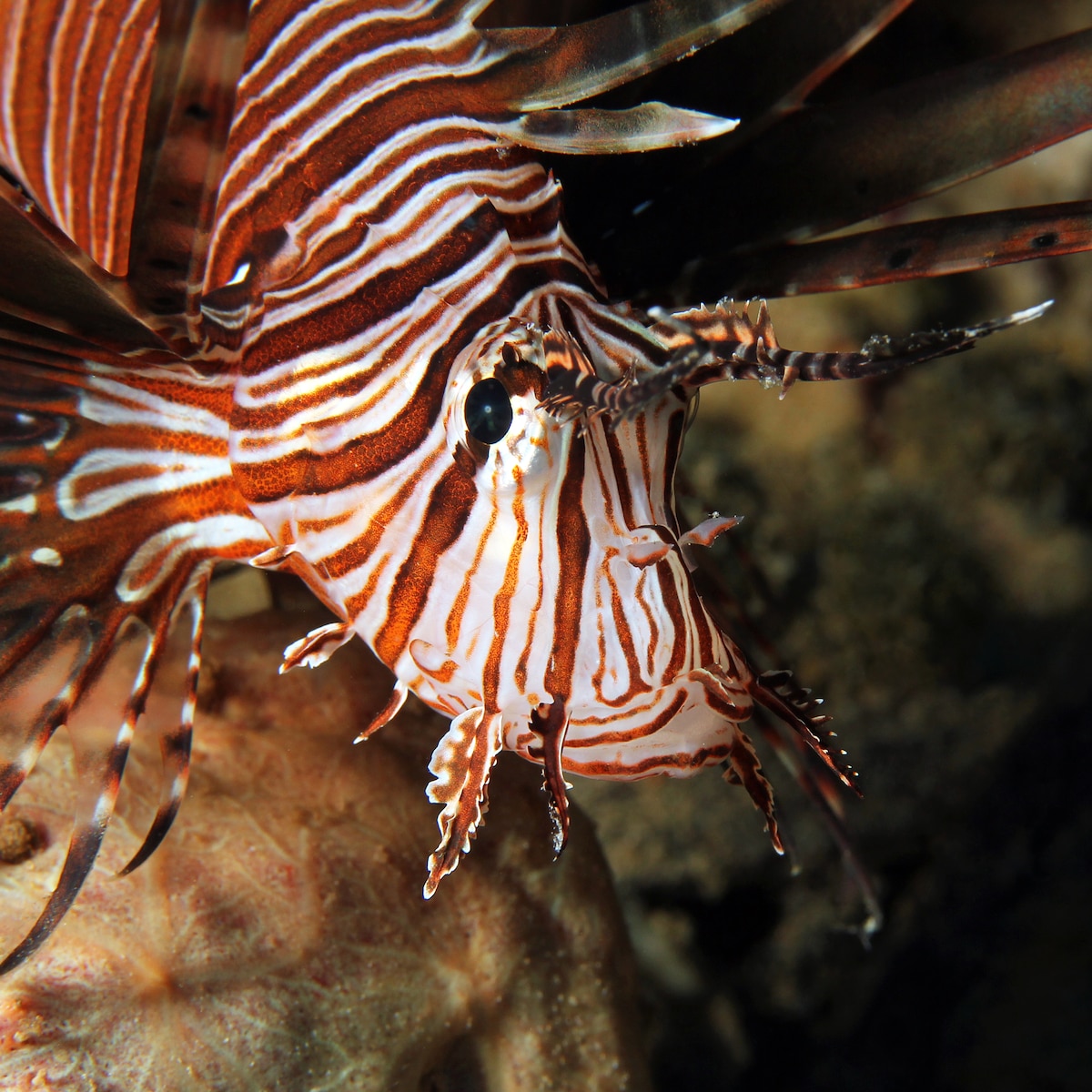 Rode Vis Onder Water 5 STKS Visvorm Nep Vis, Aquarium Drijvende Vissen