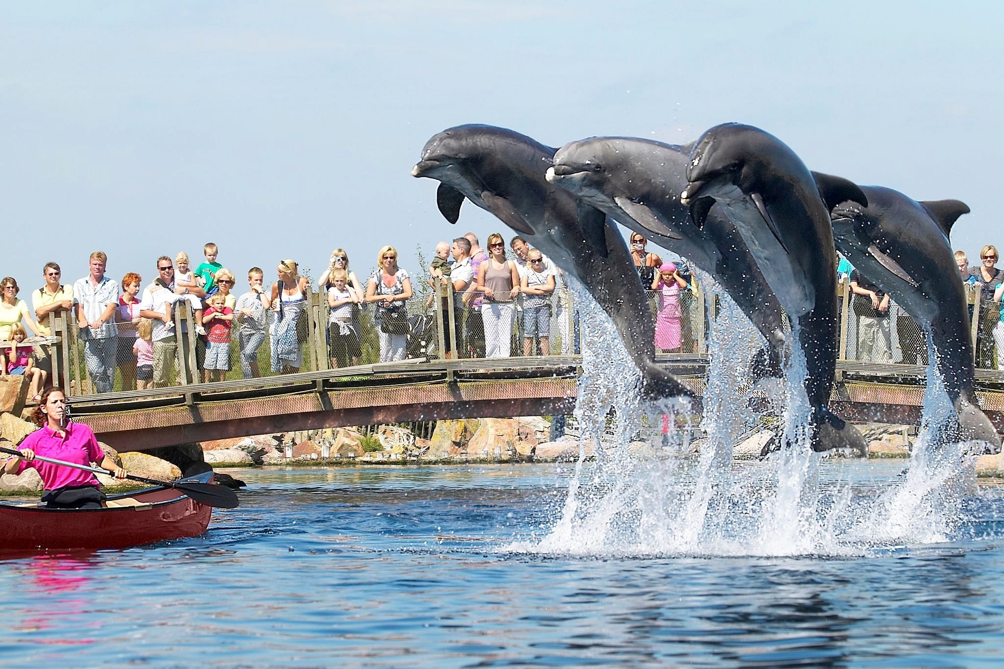 Dolfinarium moet op de schop, vindt merendeel Nederlanders | Trouw