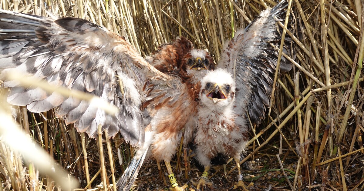Recordjaar voor bedreigde akkervogel