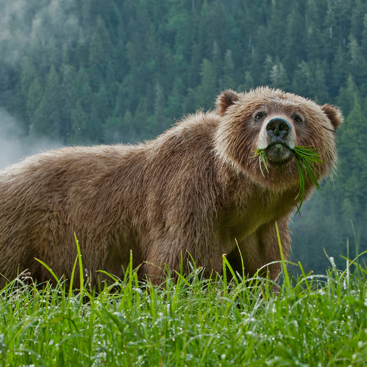 Grizzlybeer Grommend Zijaanzicht Grizzlybeer | Lees Alles Over De