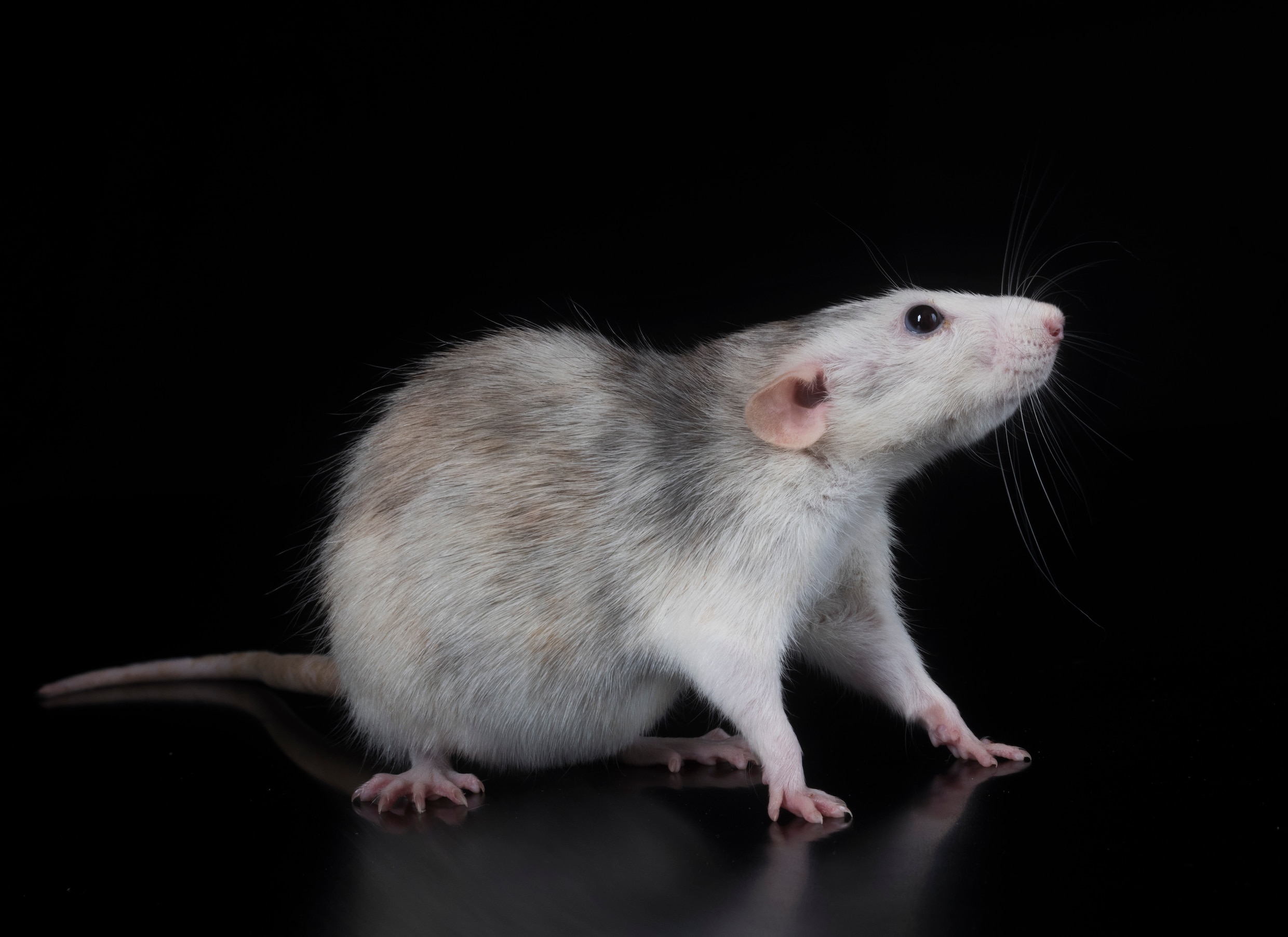 Ratten blijken hun verbeelding te kunnen sturen | Trouw