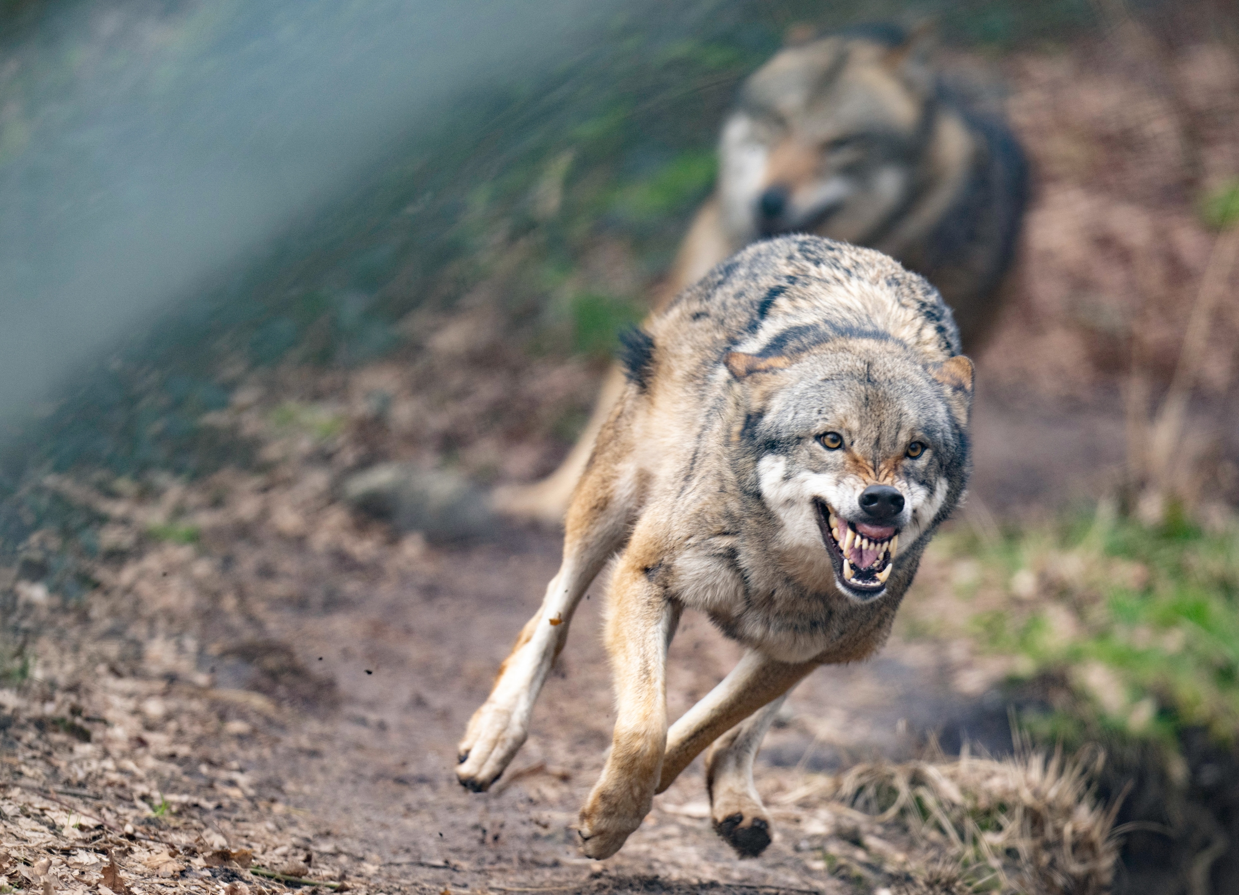 Als de wolf mag worden afgeschoten, jagen zijn jongen gewoon verder | Trouw