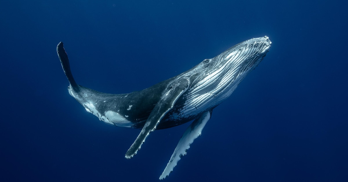 Dit is hoe de walvis zingt, en waarom menselijke herrie hem zo ...