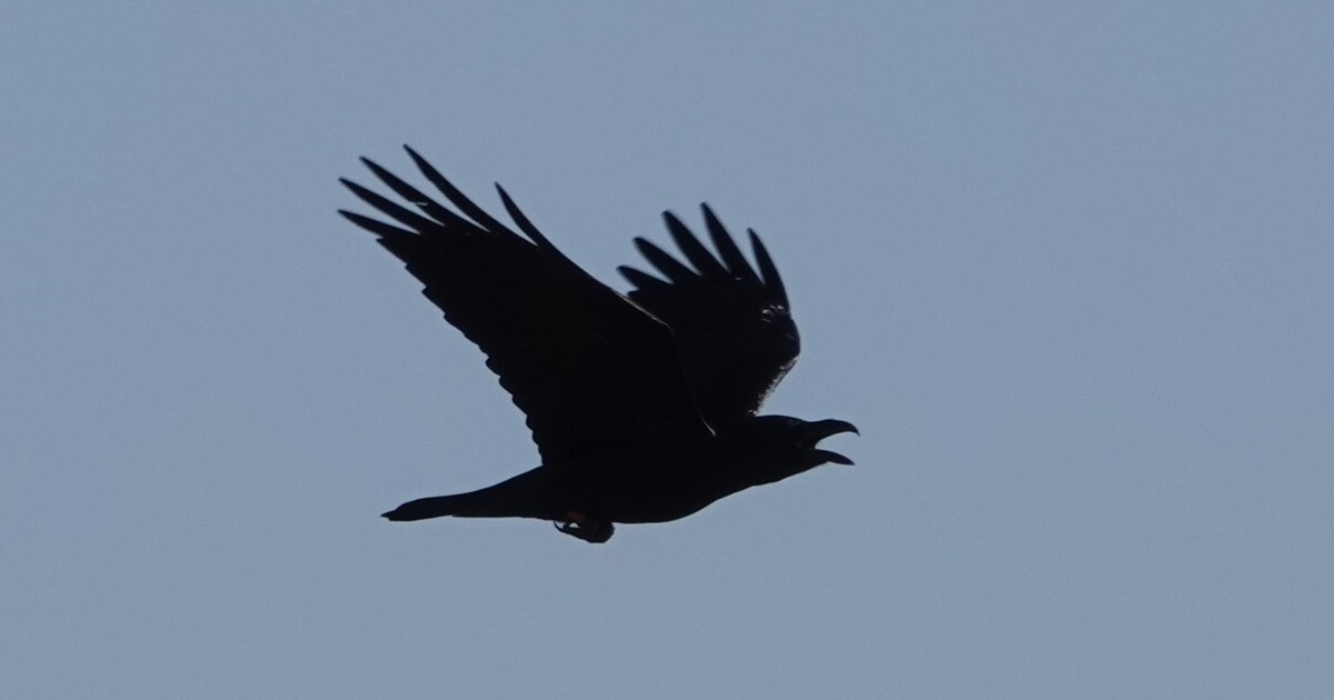 Sympathie voor de duivel!