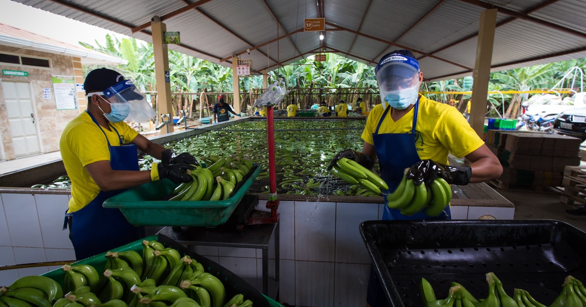 Lidl will pay banana pickers more wages