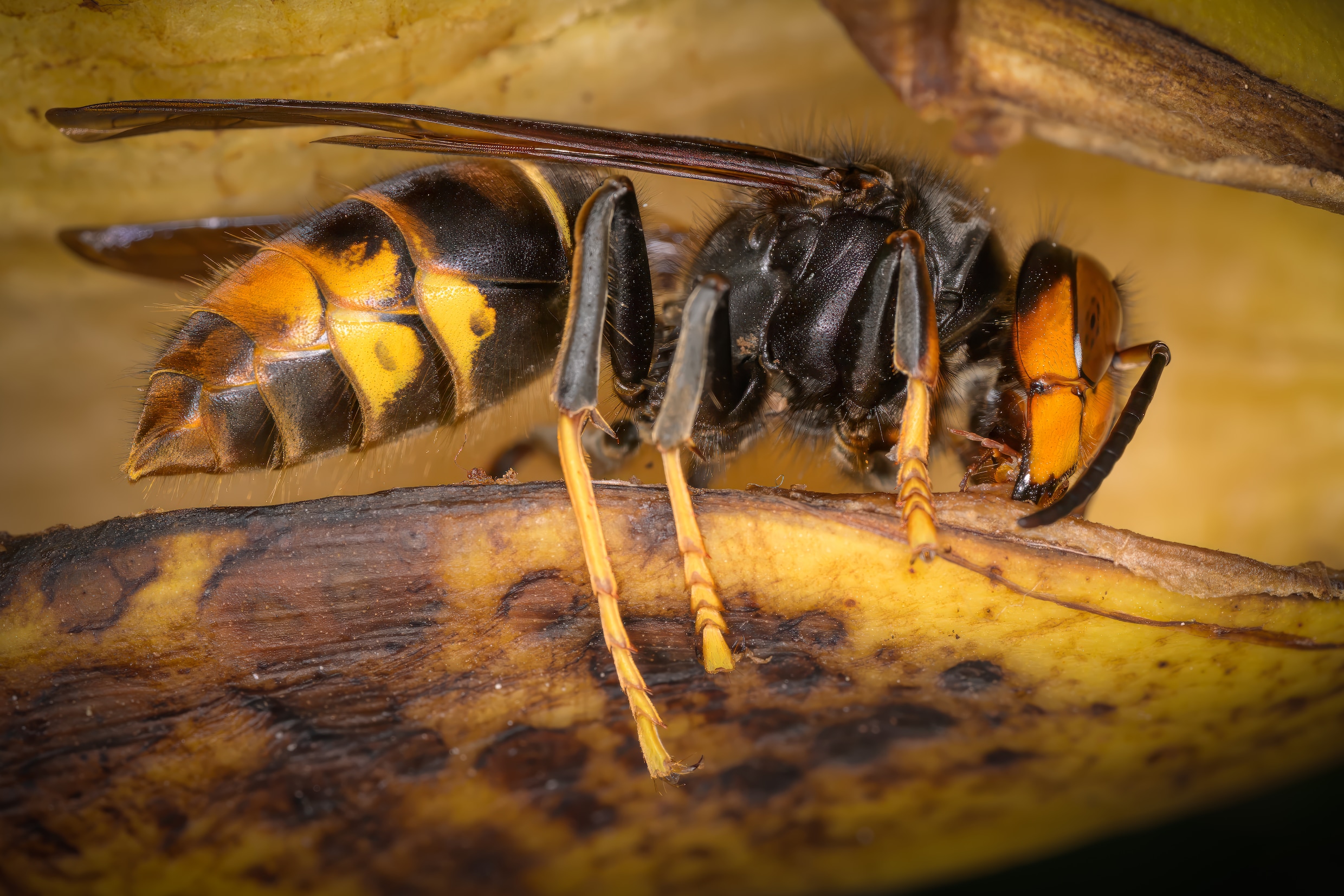 Laat de Aziatische hoornaar, hij is niet gevaarlijk en uitroeien lukt toch niet