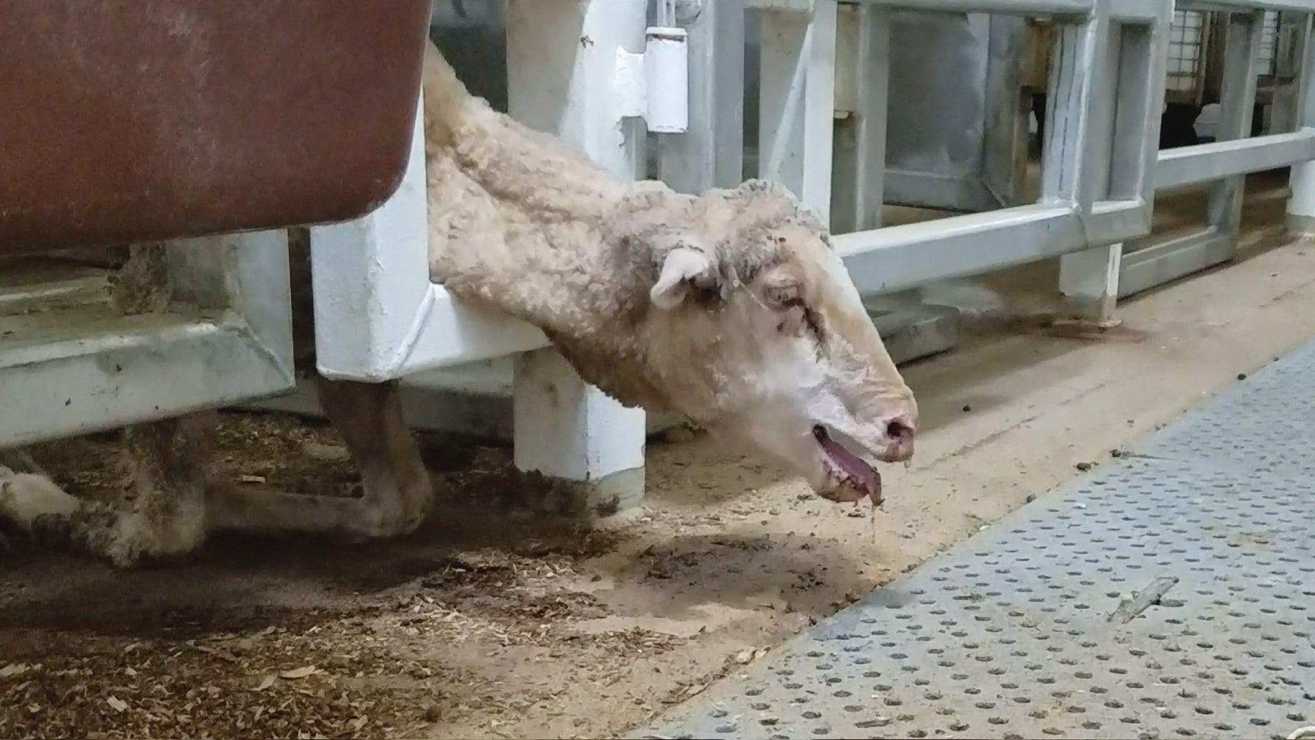 Australië wil geen schapen meer laten lijden op een schip naar het ...