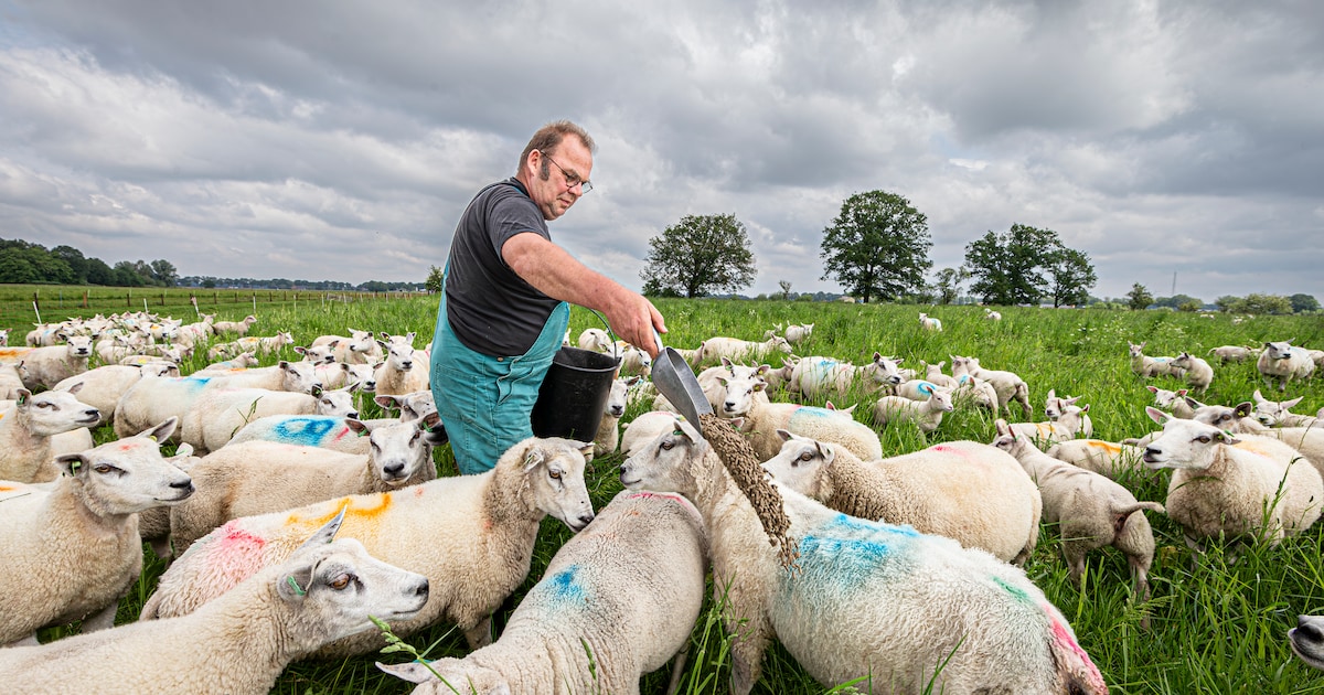 Bluetongue is an issue for sheep farmers. Then there are wolves and the land market.