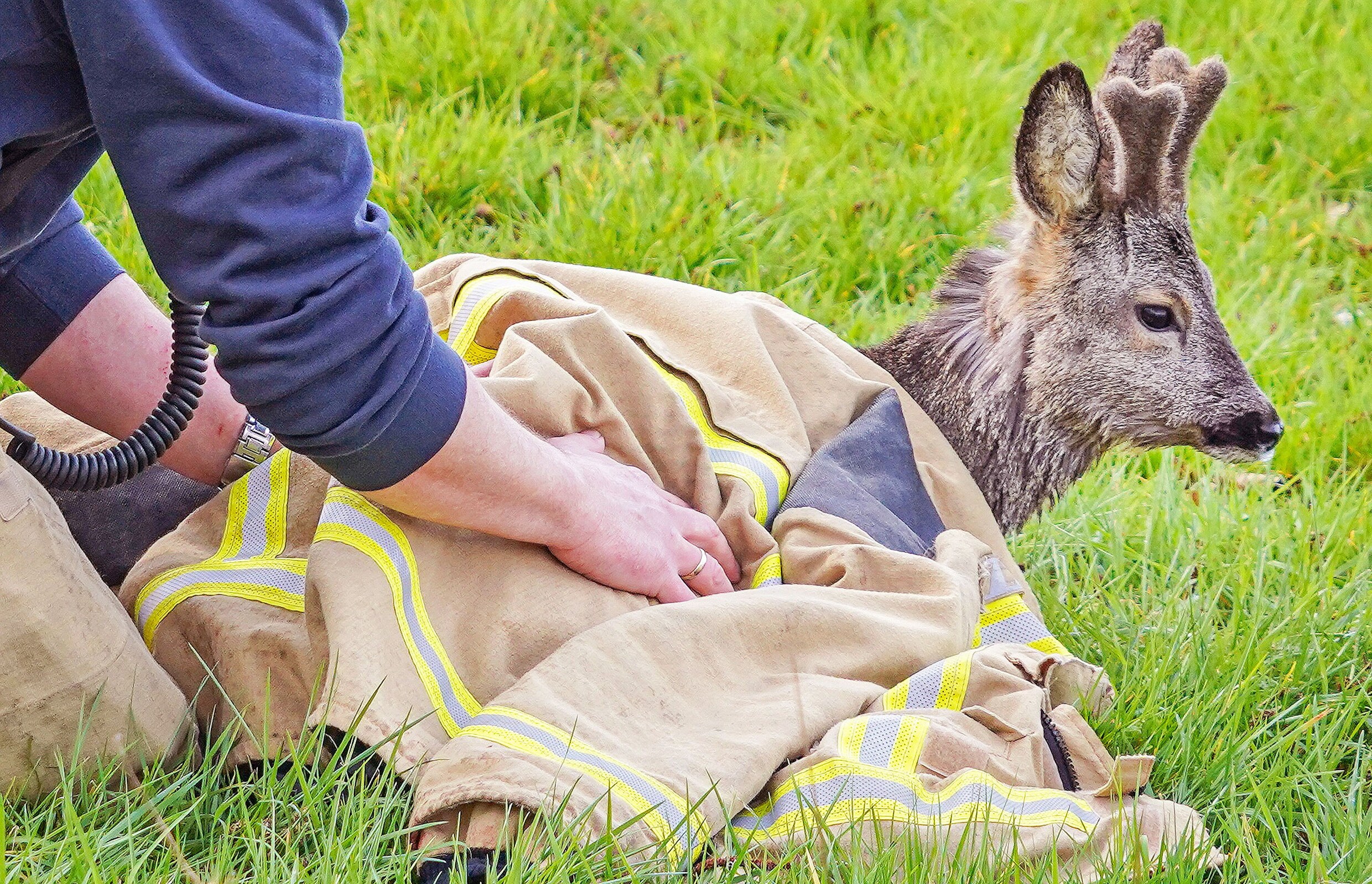 ‘Laat een reekalf met rust, vooral niet aanraken en lekker doorwandelen ...