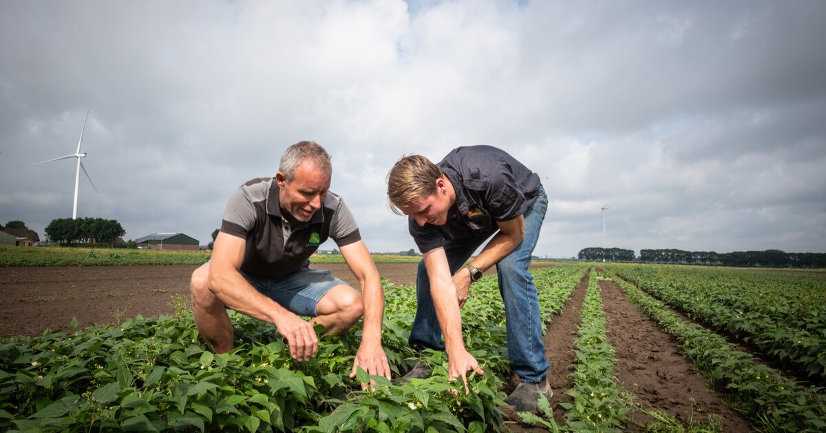 Juist deze zomervakantie kan de lokale boer wel wat steun gebruiken. ‘Normaal zouden we nu aan het o
