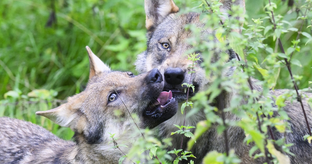 Oppassen voor de wolf? ‘Hij bungelt onderaan het lijstje van ...