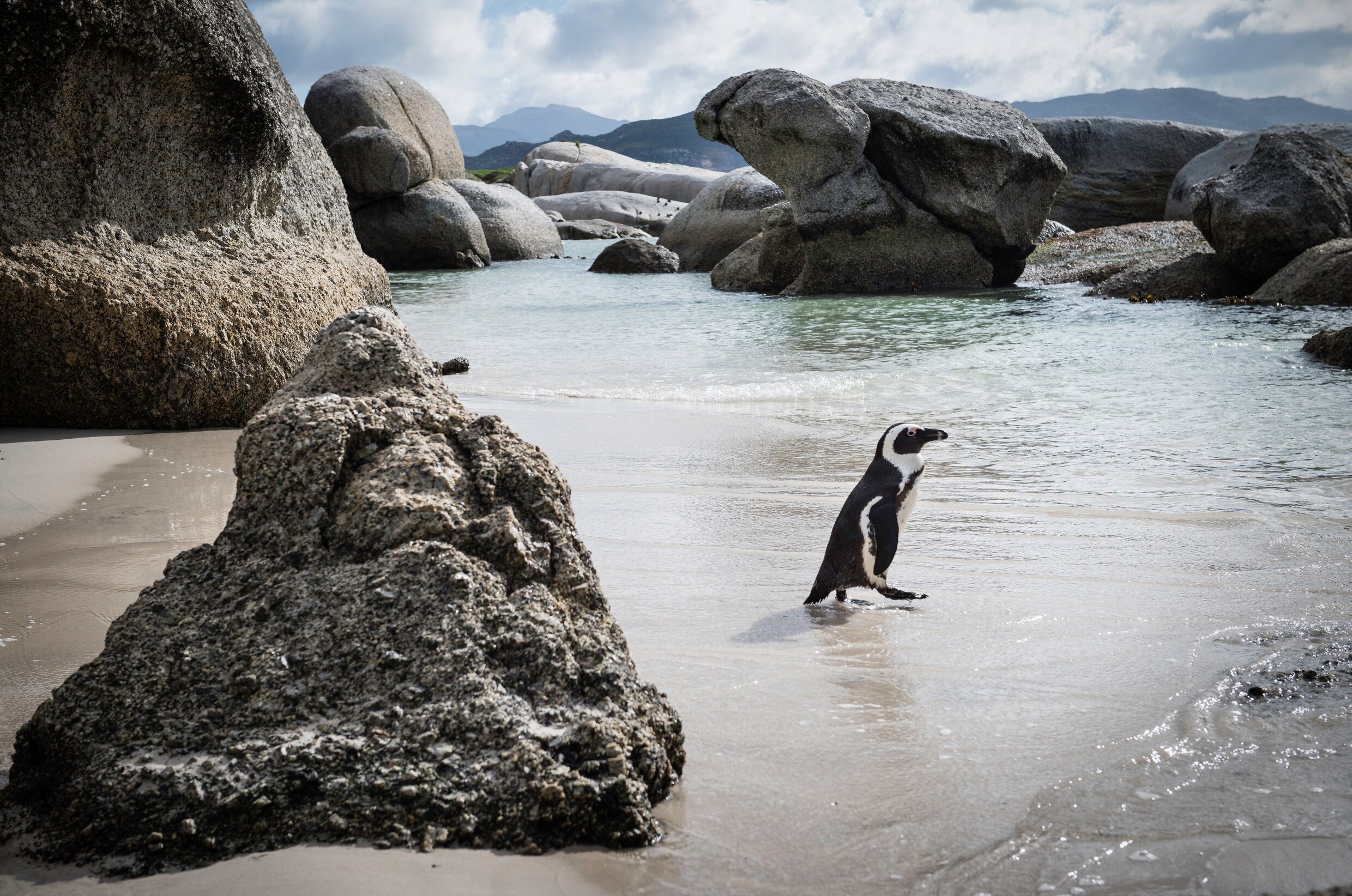 Haalt De Afrikaanse Pingu n 2035 Trouw