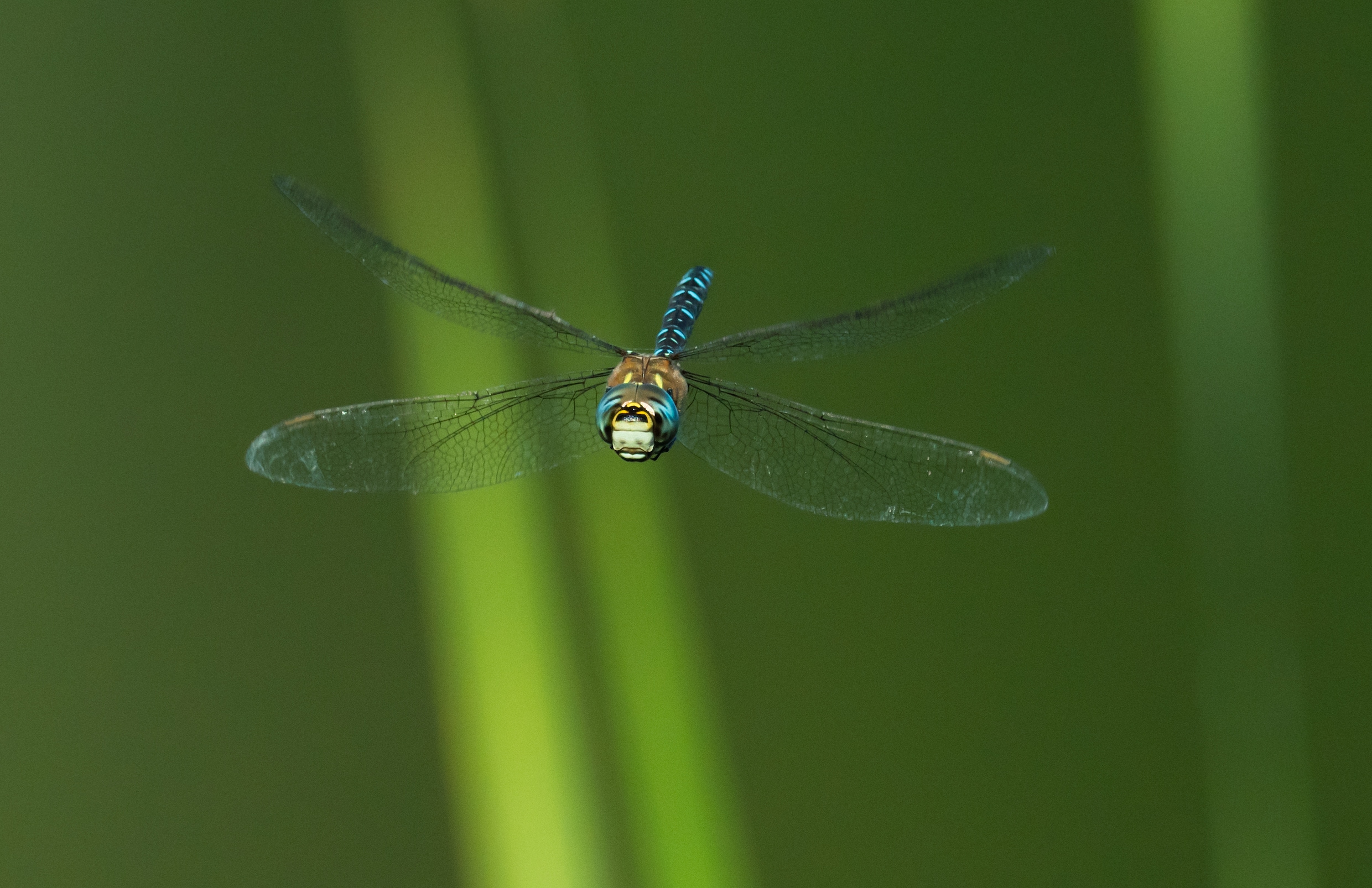 De paardenbijter beweegt als een helikopter door de lucht | Trouw