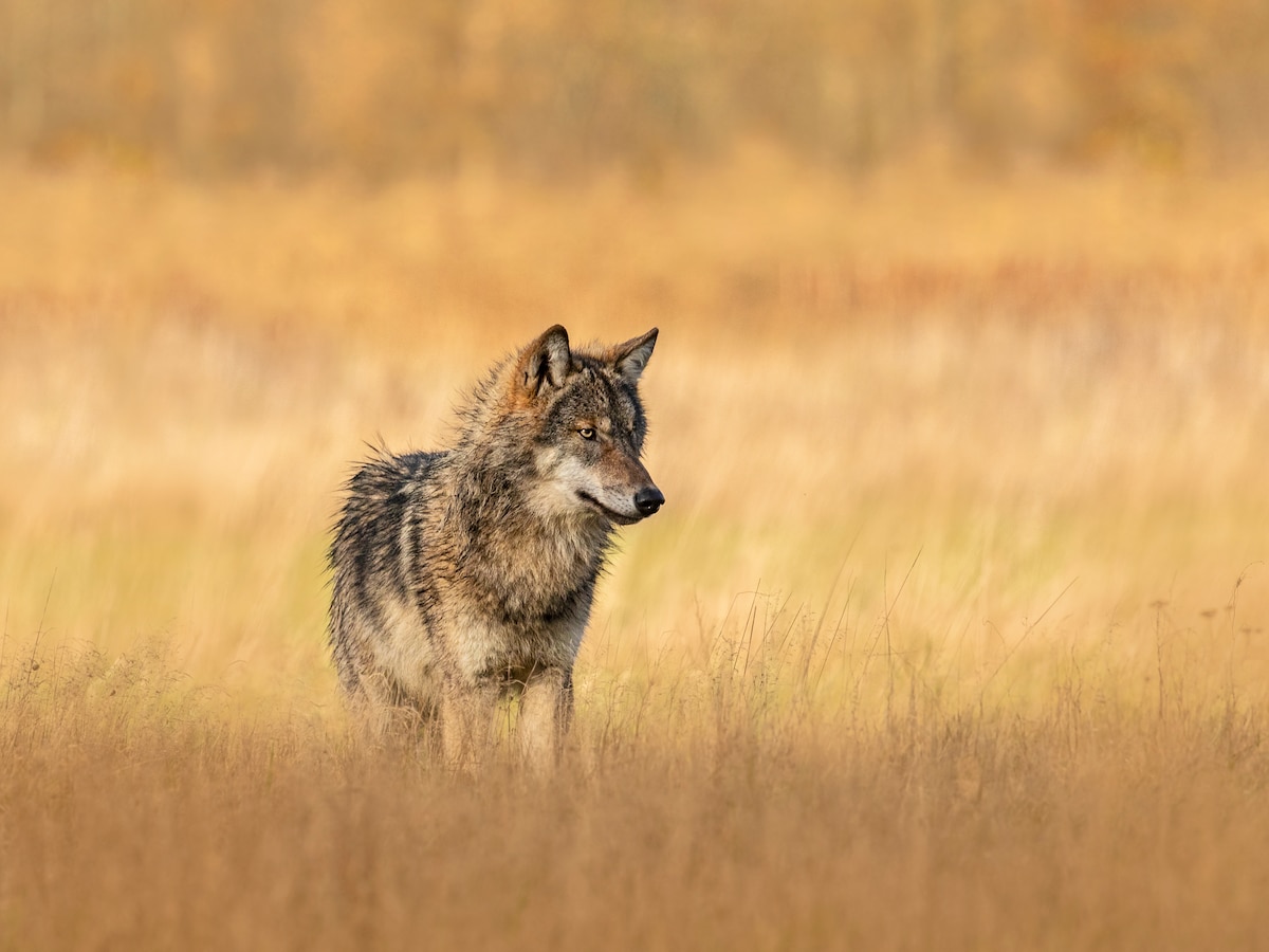 Wolf in het bos