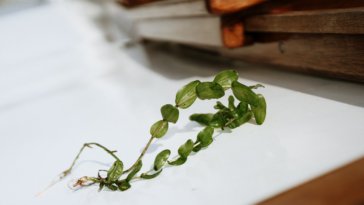 Watersport ondervindt veel hinder van waterplanten - watersport - nieuws - watersportwinkel