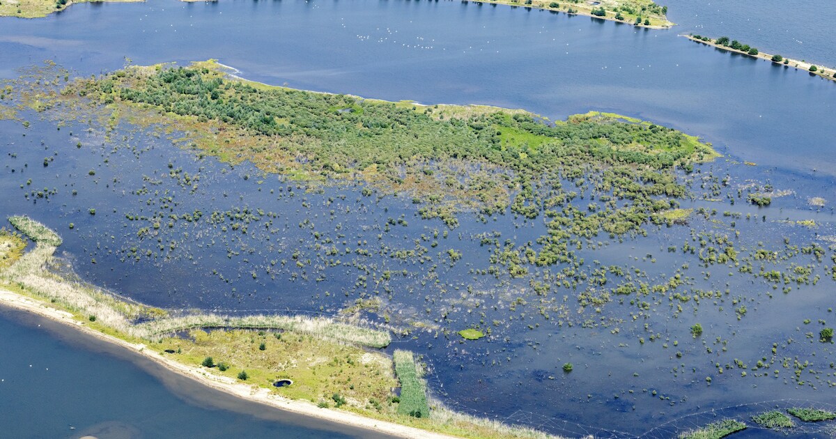 Marker Wadden is uitgegroeid tot een kraamkamer van vissen en planten