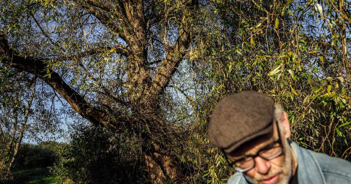 Voor Kees Faber is ‘zijn’ boom een vriend met wie je goed kunt zwijgen