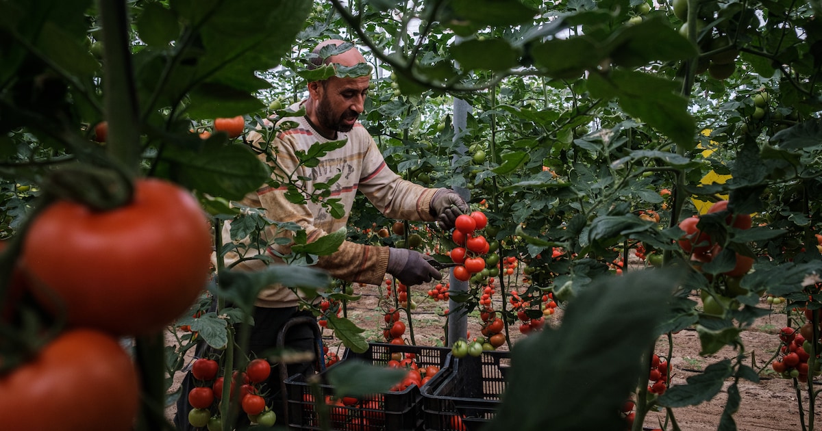 Spanje komt met opvallend optimistisch migratieplan, dat in de ...