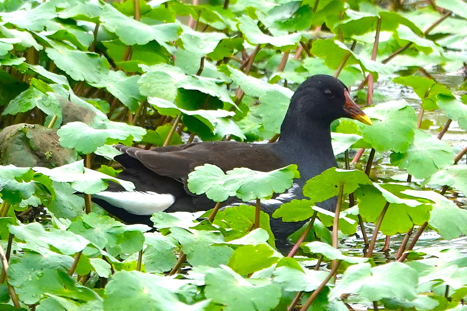 Een waterhoen toont zich graag onzichtbaar | Trouw