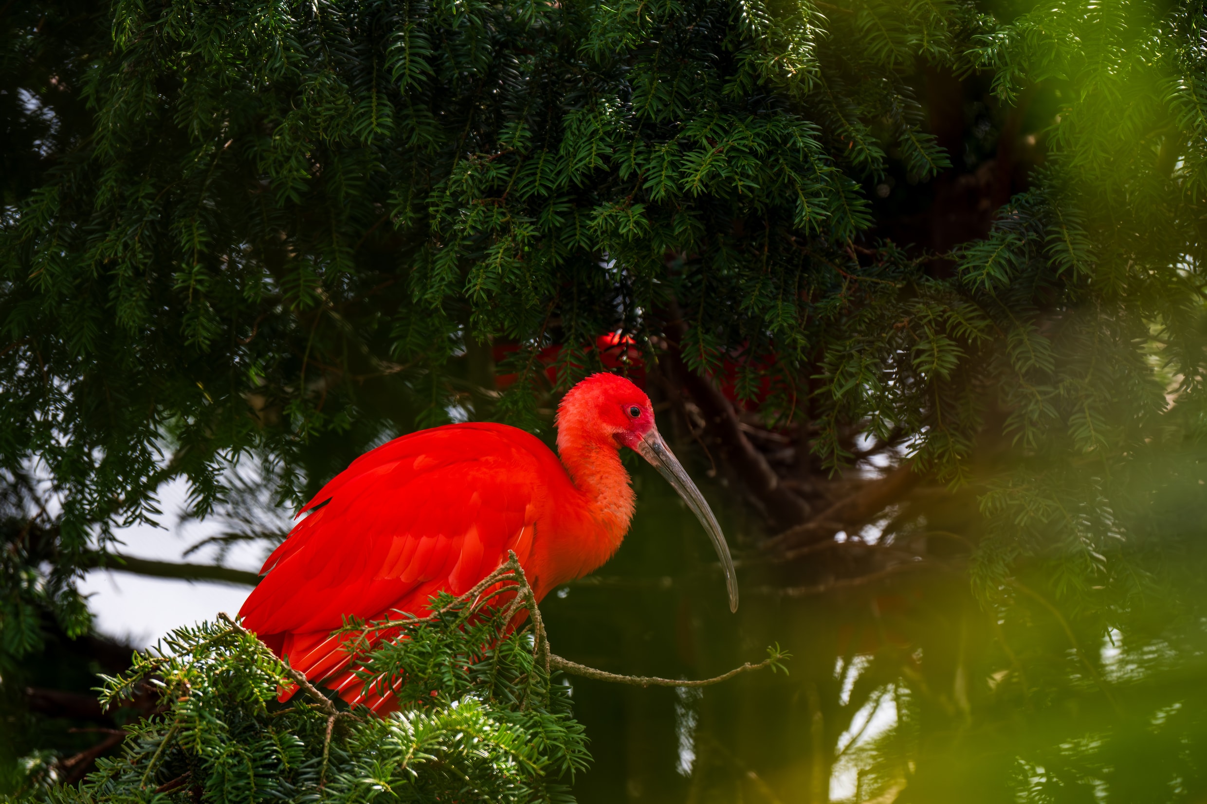 Als ik die rode ibis was, zou ik het in de Biesbosch nu al te koud ...