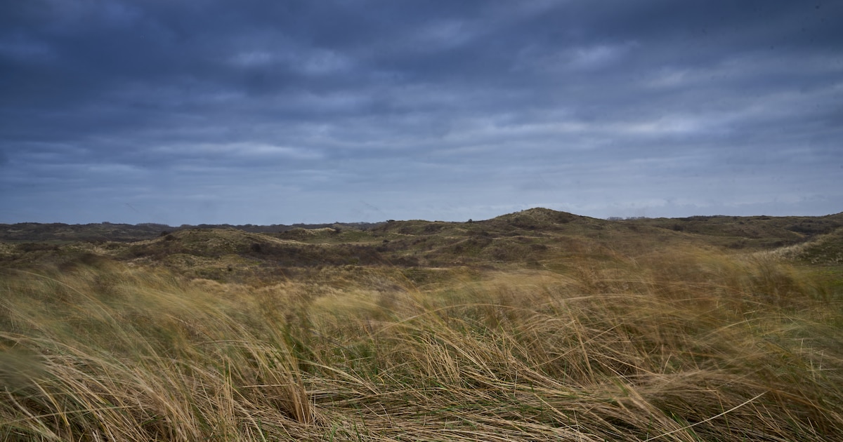 Dankzij een konijnenverhuizing kan de natuur weer opknappen in de Amsterdamse Waterleidingduinen