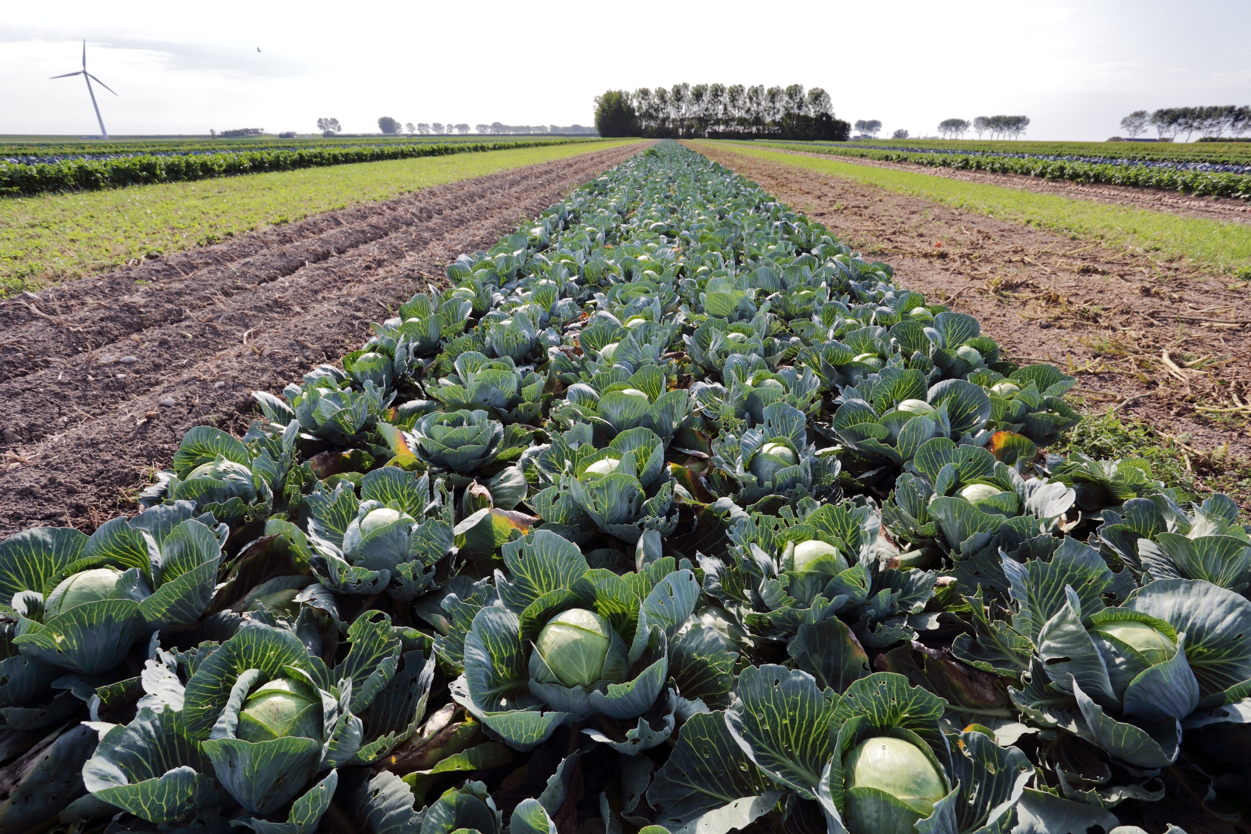 De voedselzekerheid in Nederland staat niet op het spel. Waarom gaat het er  dan toch steeds over? | Trouw