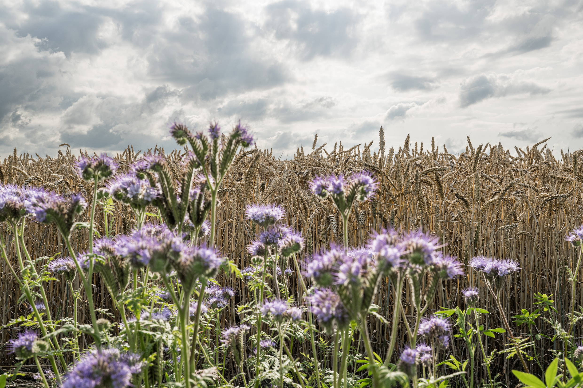 Bloeiende Phacelia langs een akker met oogstrijp graan in het Groningse landschap.