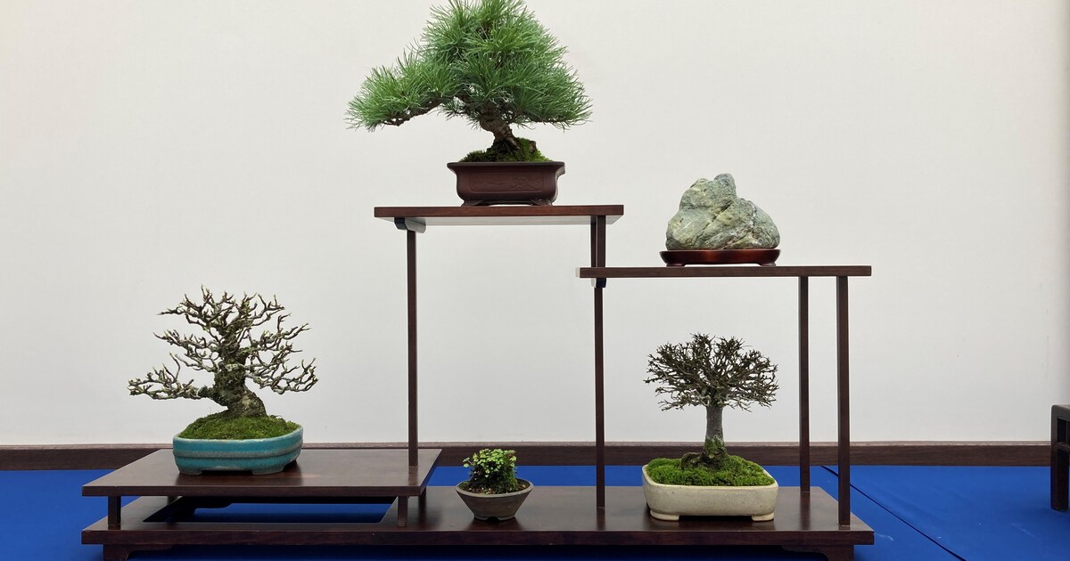Harmelen is voor even het epicentrum van de Europese bonsai-liefde