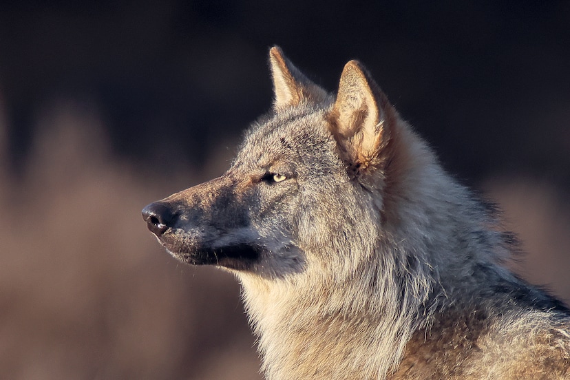 Bram (± 2021-2025) is dood. De wolf die Nederland een spiegel voorhield ...
