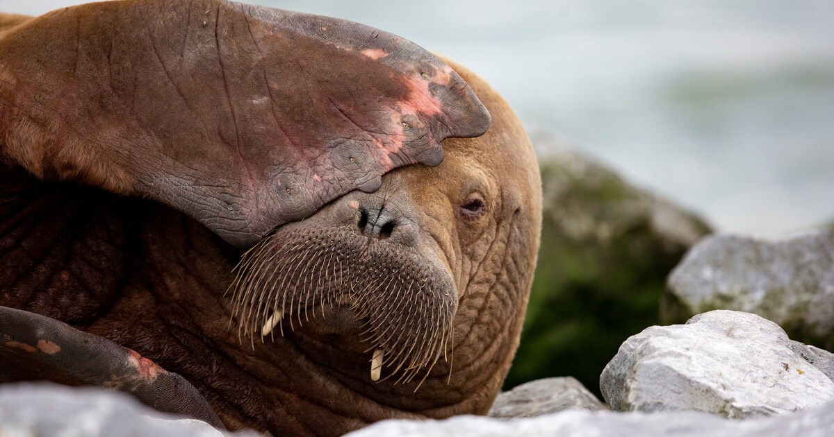 Walrus Freya vrat zich klem aan scheermessen | Trouw