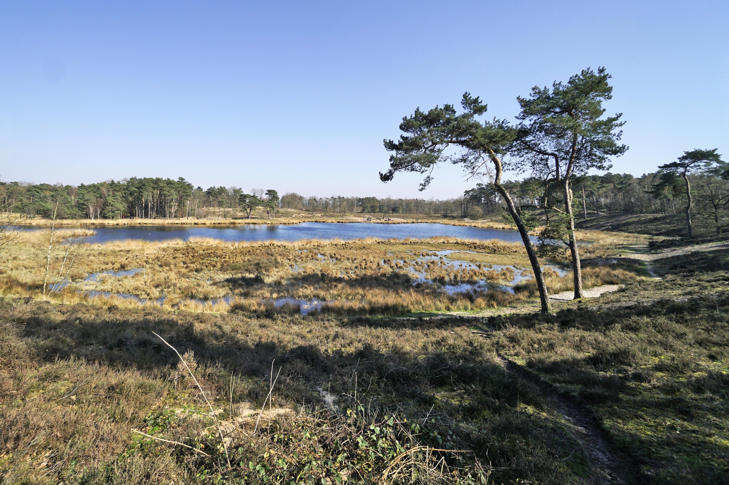 Staatsbosbeheer heeft enkele jaren geleden 40 hectare bomen in de Overasseltse en Hatertse vennen bij Nijmegen gekapt om te voorkomen dat grote delen van dit natuurgebied droog vallen.