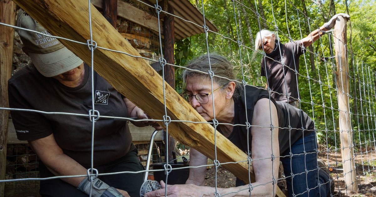 In België krijgen veehouders hulp bij het bouwen van een wolvenhek