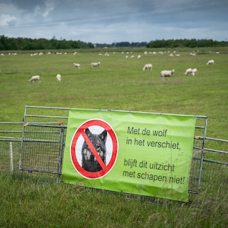 De wolf kost de economie slechts 7 miljoen, maar schapenhouders alsnog hun nachtrust