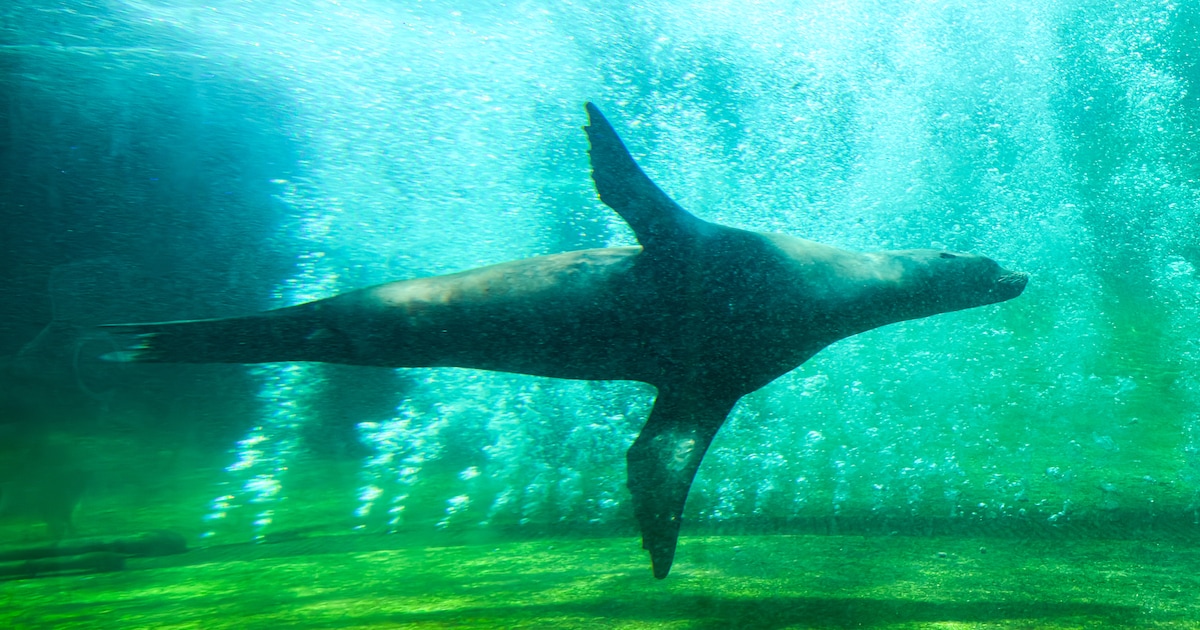 Wereldnatuurfonds en Artis gaan samen kinderen over natuur leren